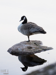 Branta canadensis
