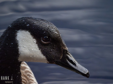 Branta canadensis