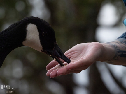 Branta canadensis