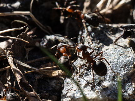Ants