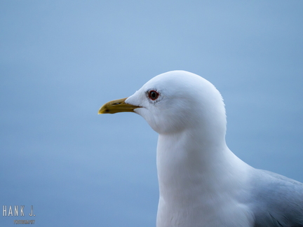 Seagull