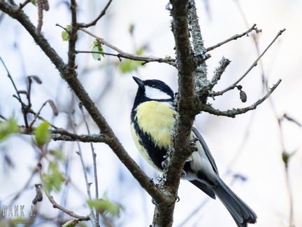 Parus major