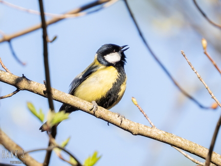 Parus major