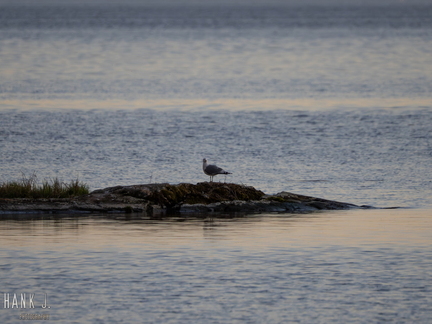 Motacilla alba