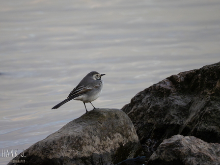 Motacilla alba