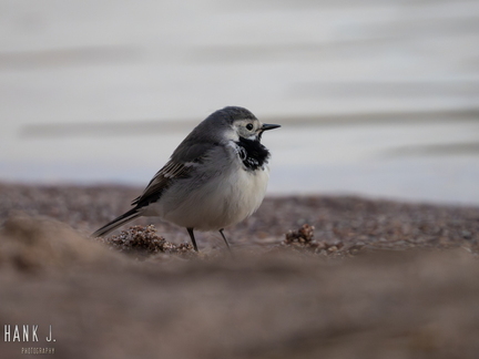 Motacilla alba