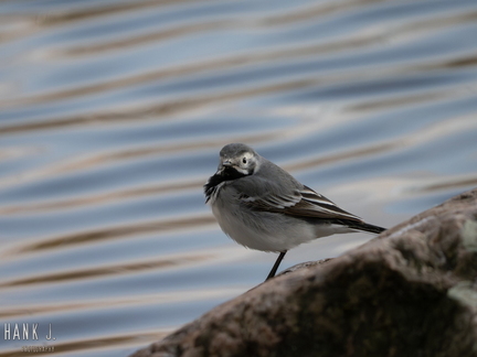 Motacilla alba