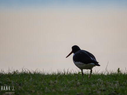 Haematopus ostralegus