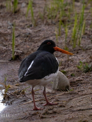 Haematopus ostralegus