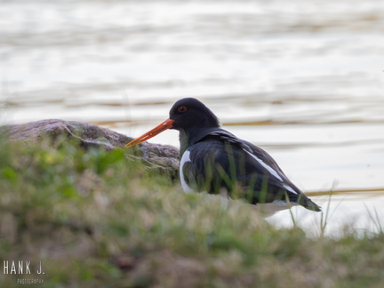 Haematopus ostralegus