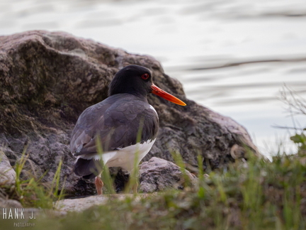Haematopus ostralegus