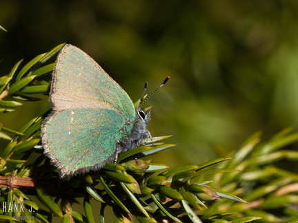 Callophrys rubi