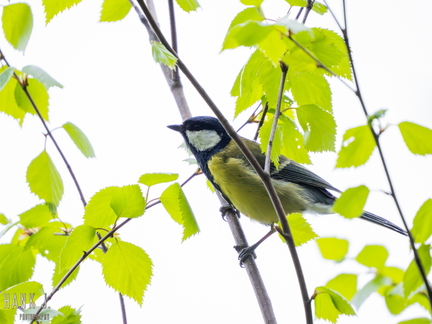 Parus major