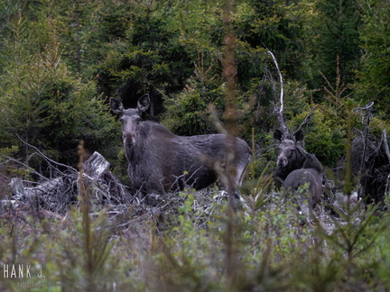 Moose