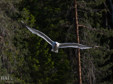 Seagull