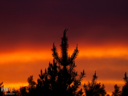 Tree at sunset