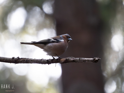 Bird