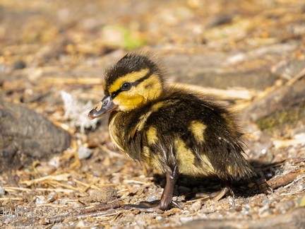 Anas platyrhynchos