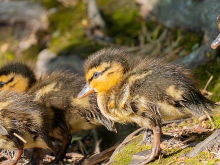 Anas platyrhynchos